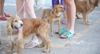 Governo proíbe uso de animais em pesquisas de cosméticos e perfumes